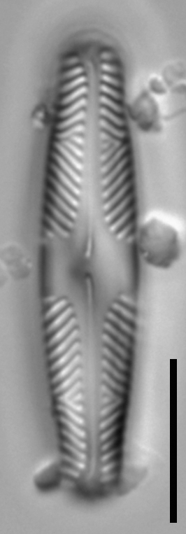 Pinnularia divergentissima