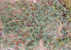 Dalea emarginata