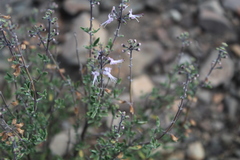 Ocimum burchellianum