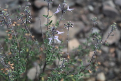 Ocimum burchellianum