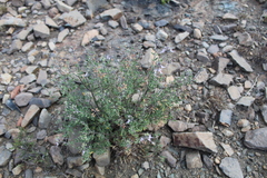 Ocimum burchellianum