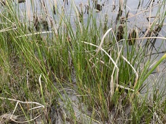 Eleocharis palustris