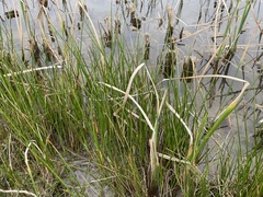 Eleocharis palustris