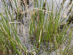 Eleocharis palustris