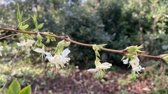 Lonicera × purpusii