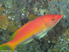 Bodianus scrofa