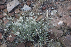 Helichrysum zeyheri