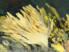 Axinella verrucosa