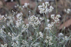 Helichrysum zeyheri