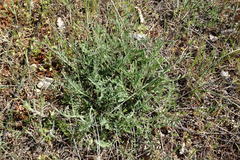 Cephalaria uralensis