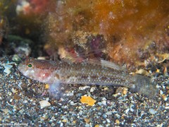 Vanneaugobius canariensis