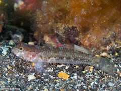 Vanneaugobius canariensis