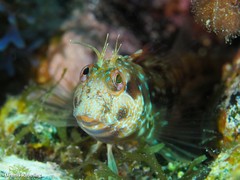 Parablennius goreensis