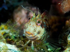 Parablennius goreensis