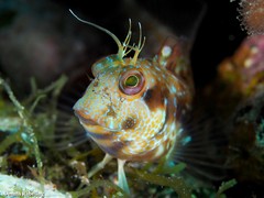 Parablennius goreensis