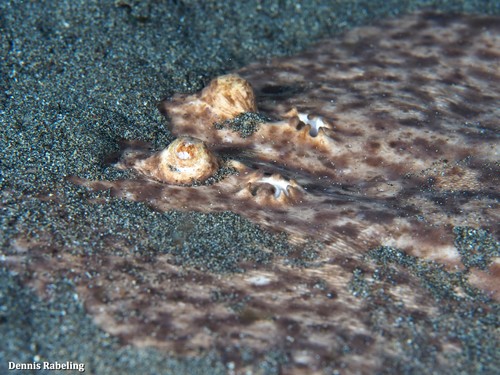 Marbled Torpedo, photo 8 of 8