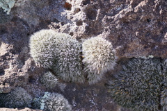 Coscinodon cribrosus