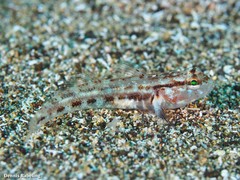 Gobius gasteveni