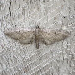 Eupithecia matheri