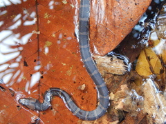 Homalopsis buccata