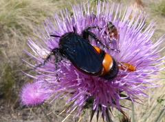 Pygodasis ephippium ephippium