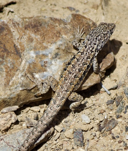 Braided Tree Iguana