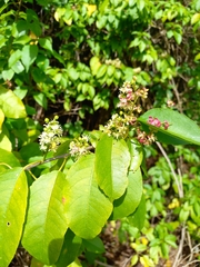 Trichostigma octandrum
