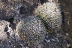 Coscinodon cribrosus