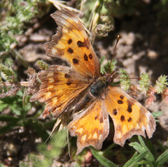 Polygonia oreas