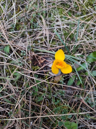 Crocus chrysanthus