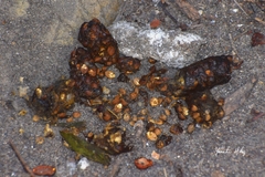 Bassariscus