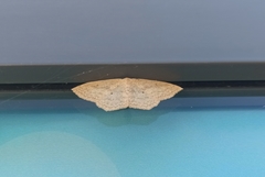 Scopula irrorata