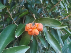 Heteropsis rigidifolia