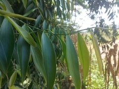Heteropsis rigidifolia