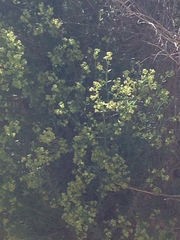 Galium angustifolium