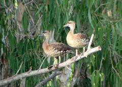 Dendrocygna guttata