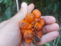 Heteropsis rigidifolia