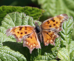 Polygonia oreas