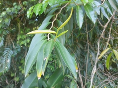Heteropsis rigidifolia
