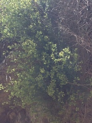 Galium angustifolium