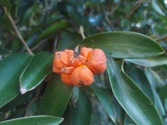 Heteropsis rigidifolia