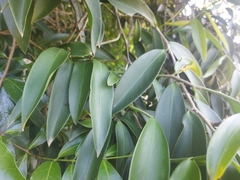 Heteropsis rigidifolia