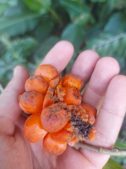 Heteropsis rigidifolia