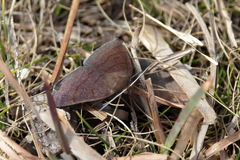 Argyrostrotis deleta