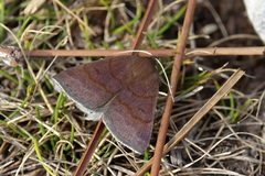 Argyrostrotis deleta