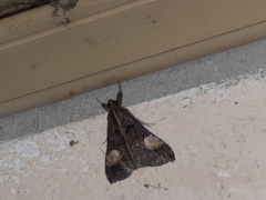 Scopifera lycagusalis