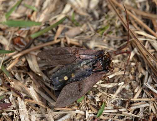 Giant leaf-footed bug photo 6