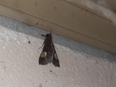 Scopifera lycagusalis