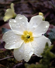 Primula vulgaris