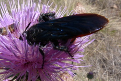 Pygodasis ephippium ephippium